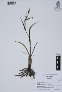 Sisyrinchium angustissimum image